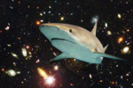 sharksinspace's Avatar