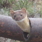 weaselspeed's Avatar