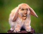 ricola's Avatar