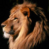 Lion's Avatar