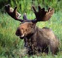 Mr Moose's Avatar
