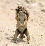 secretSQUIRRE1's Avatar